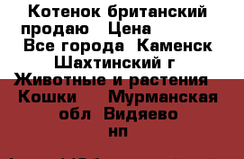 Котенок британский продаю › Цена ­ 3 000 - Все города, Каменск-Шахтинский г. Животные и растения » Кошки   . Мурманская обл.,Видяево нп